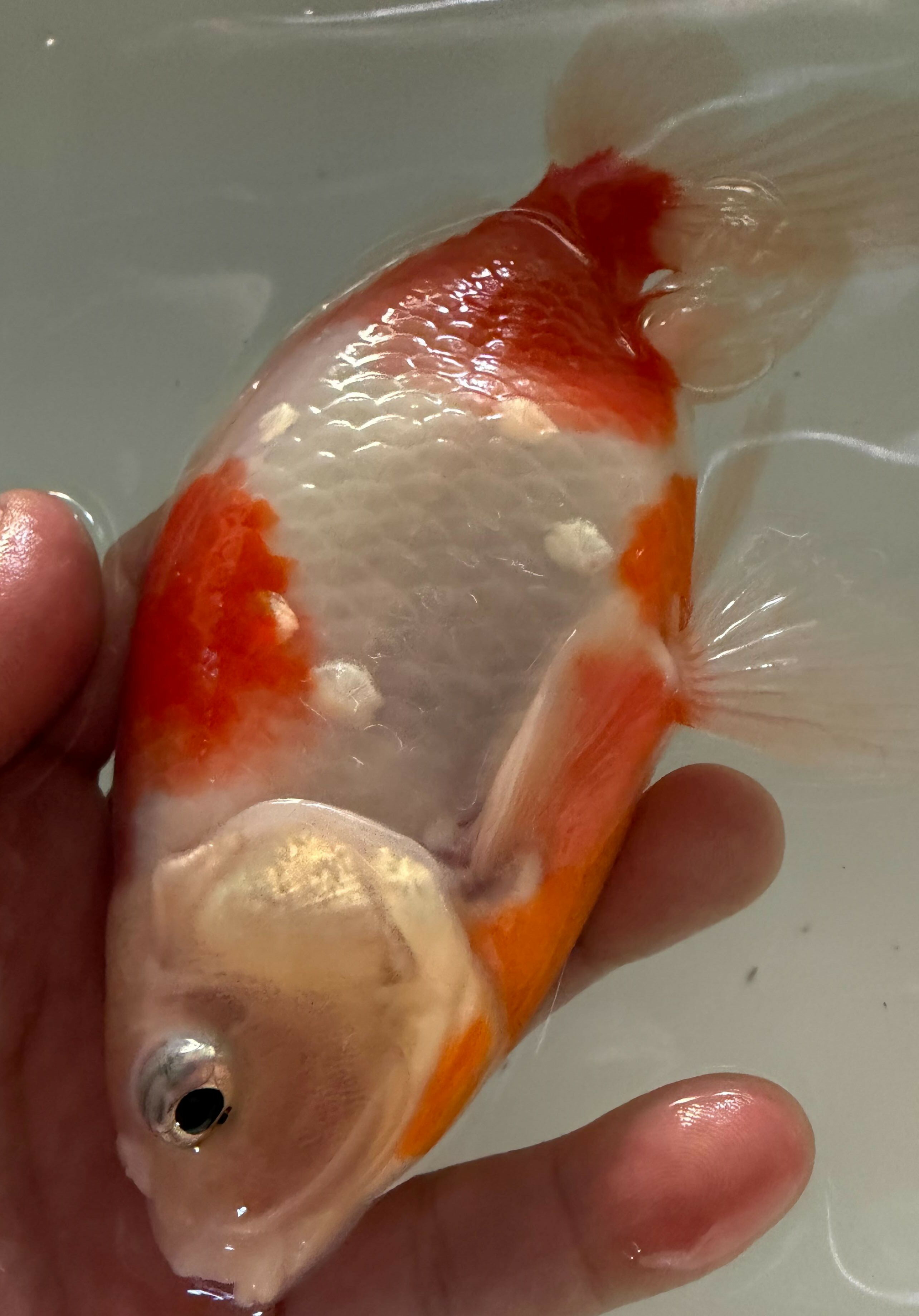 極上ジャンボ獅子頭　大型個体　桜　約24cm