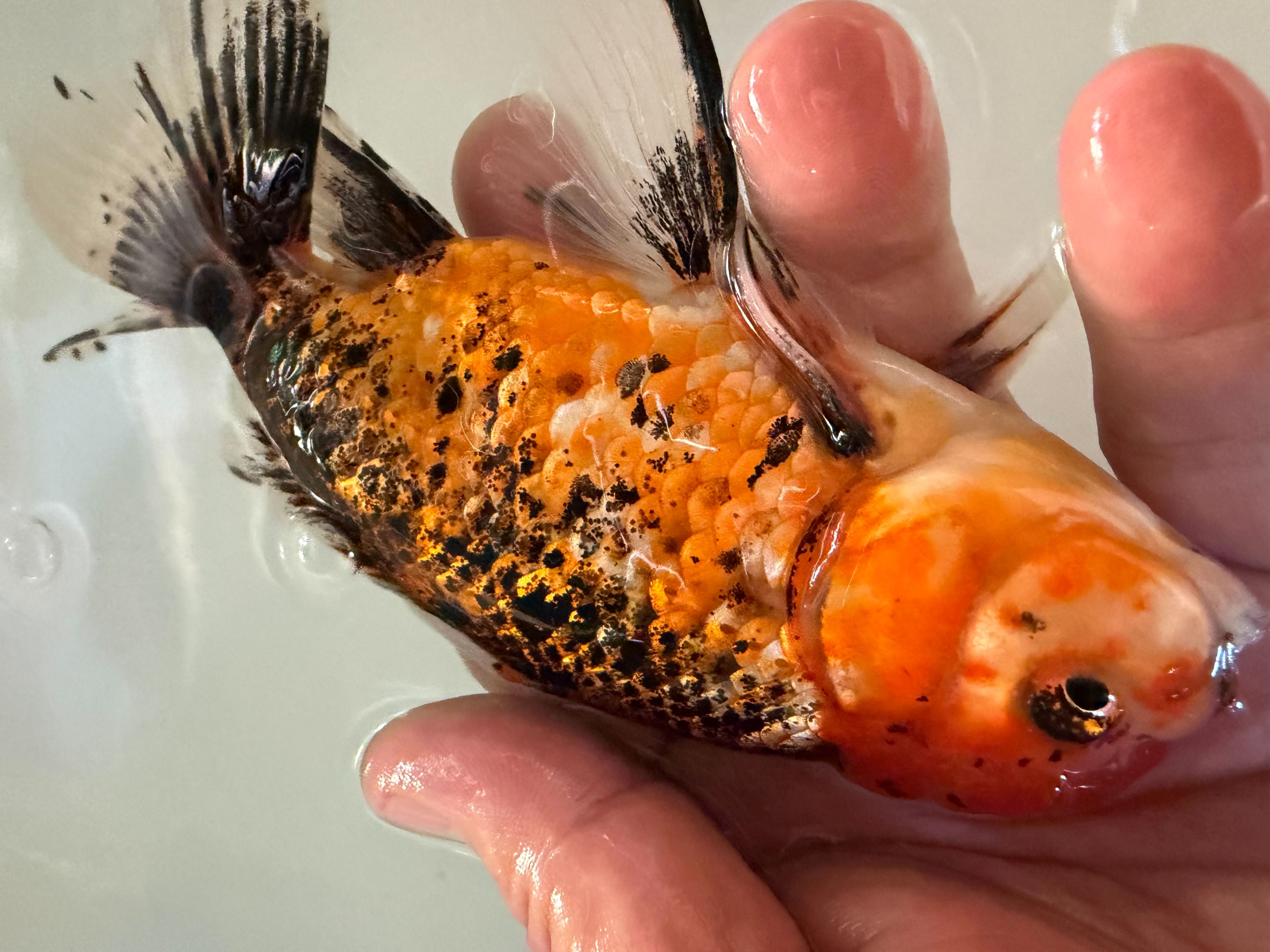 極上ジャンボ獅子頭　キャリコ　約19cm