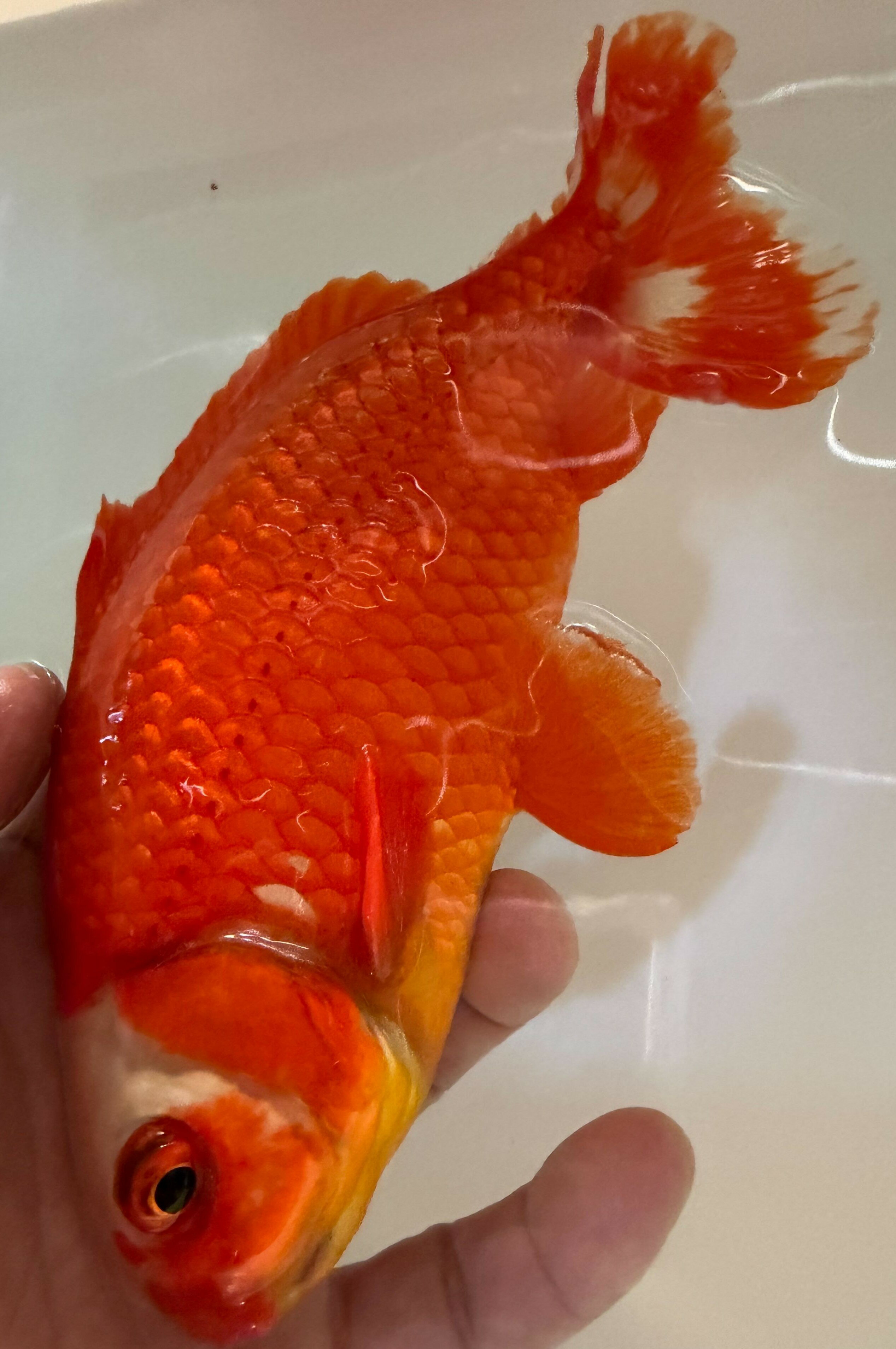 極上ジャンボ獅子頭　大型個体　赤勝ち更紗　約22cm