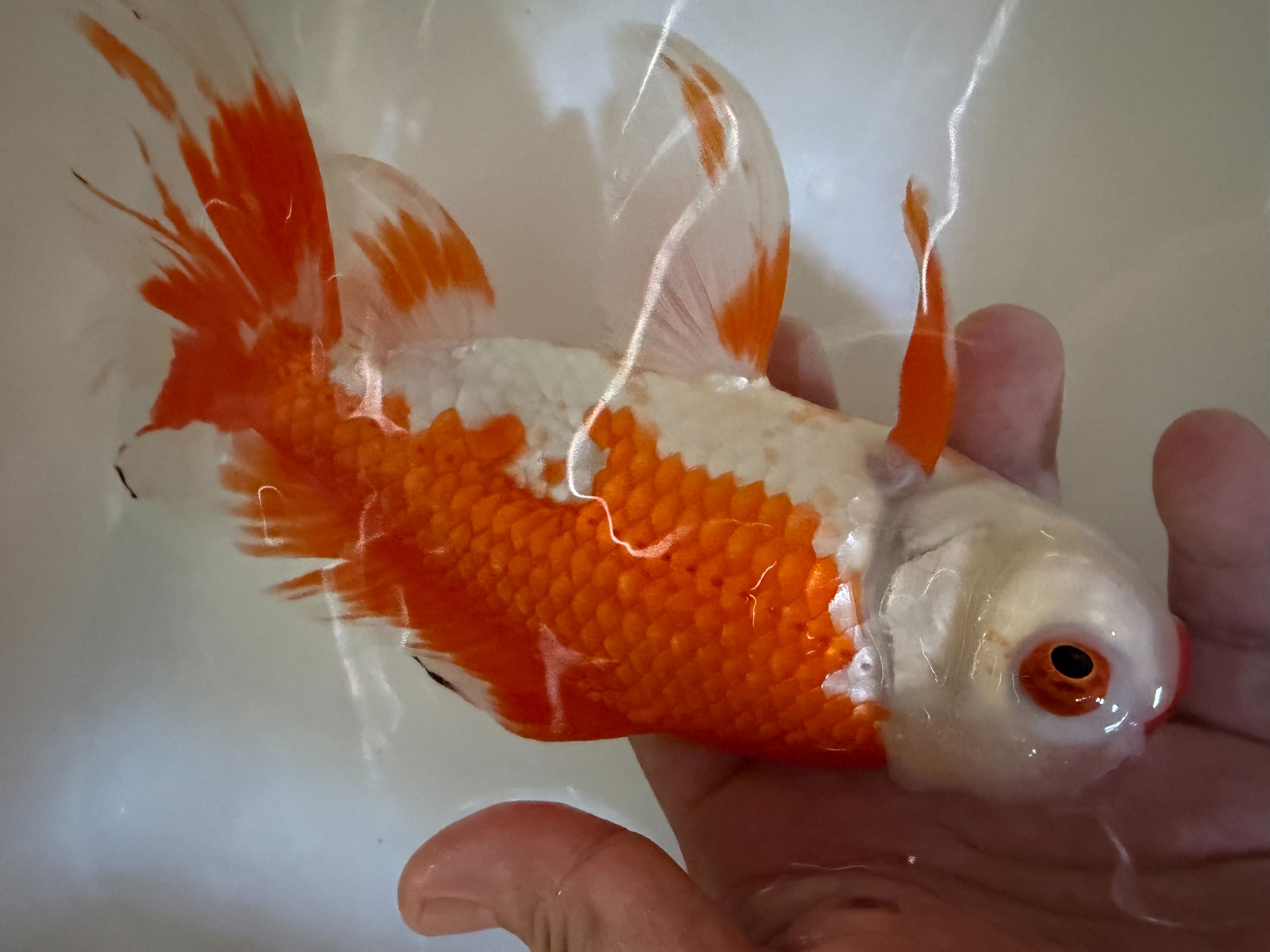 ジャンボ獅子頭　約27cm