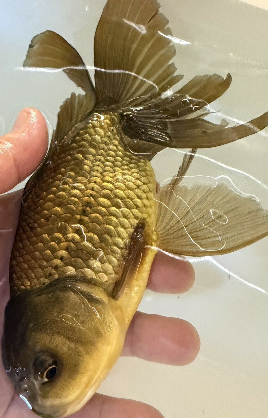 ジャンボ獅子頭　鉄　約23cm