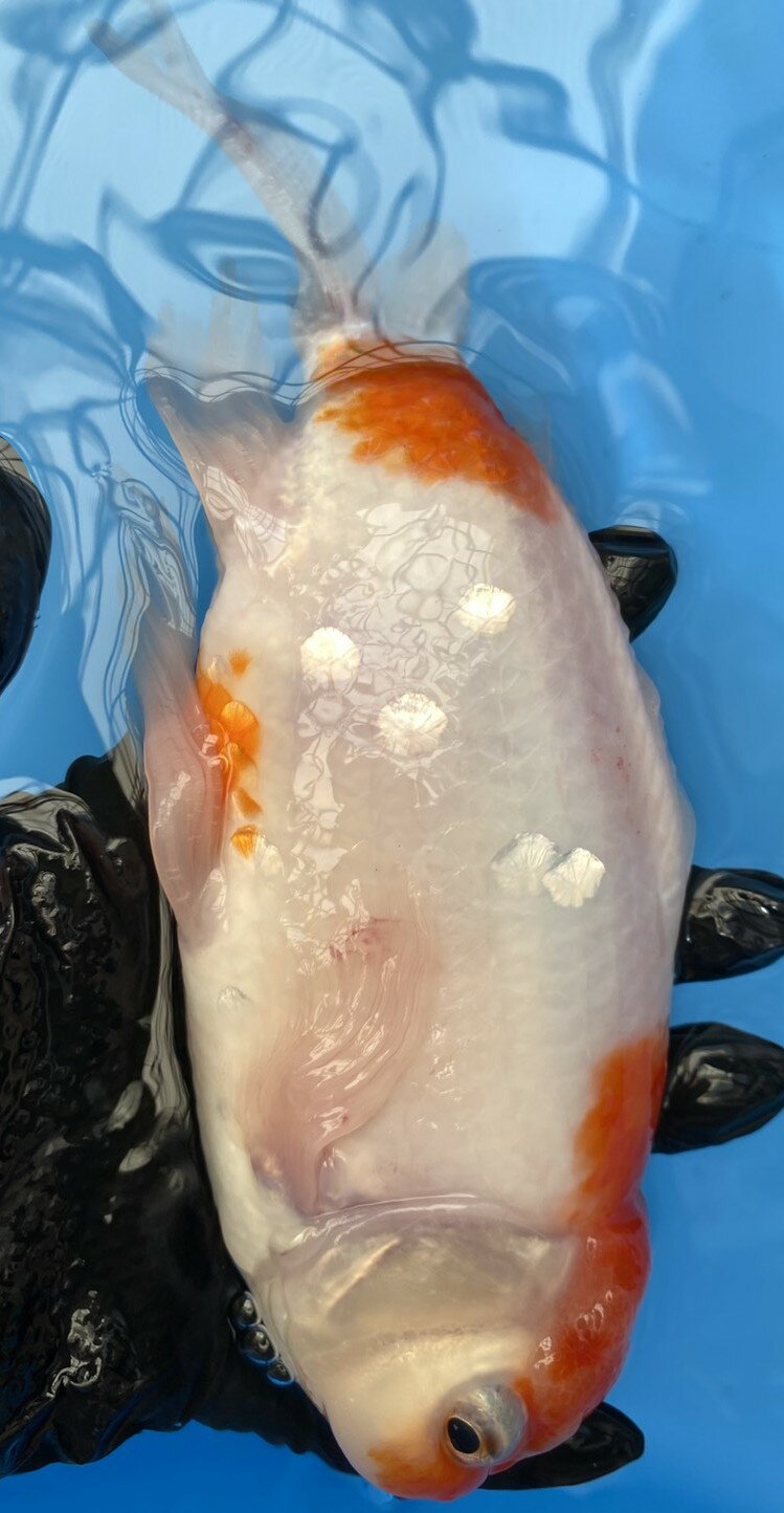 極上ジャンボ獅子頭　大型個体　桜　約25cm