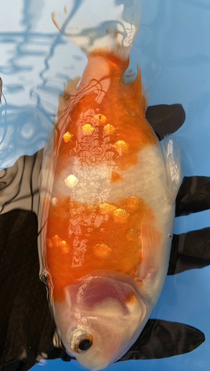 極上ジャンボ獅子頭　桜　約17cm
