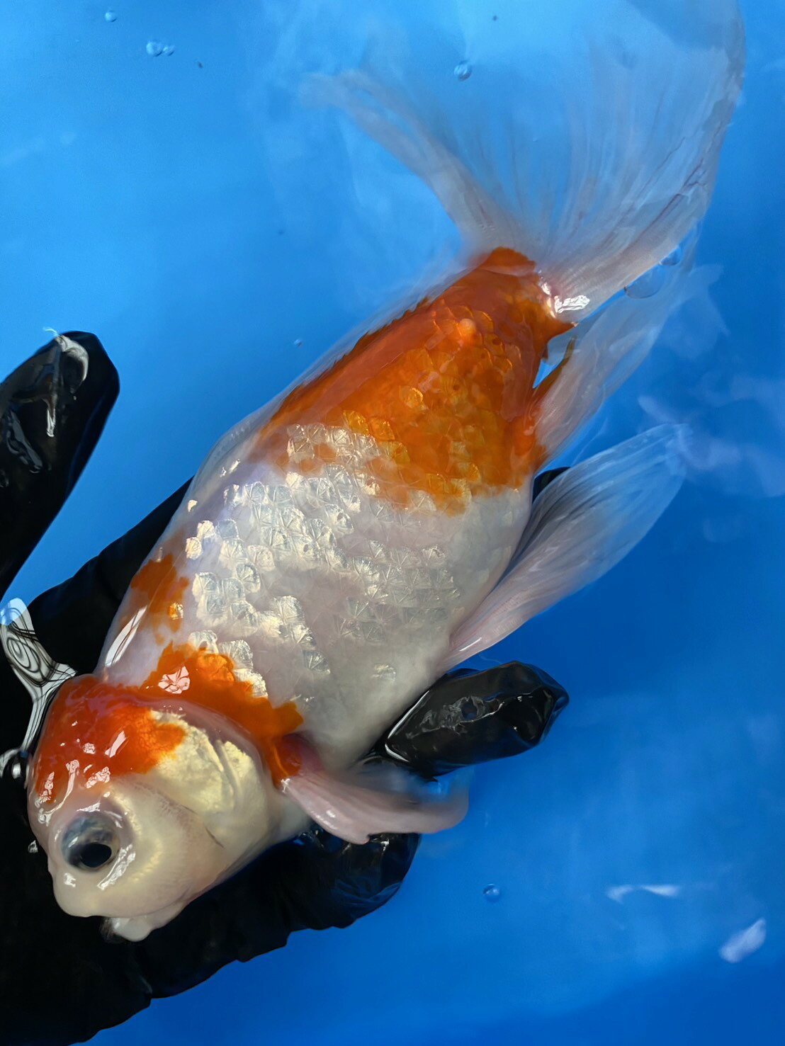 極上ジャンボ獅子頭　大型個体　桜　約25cm