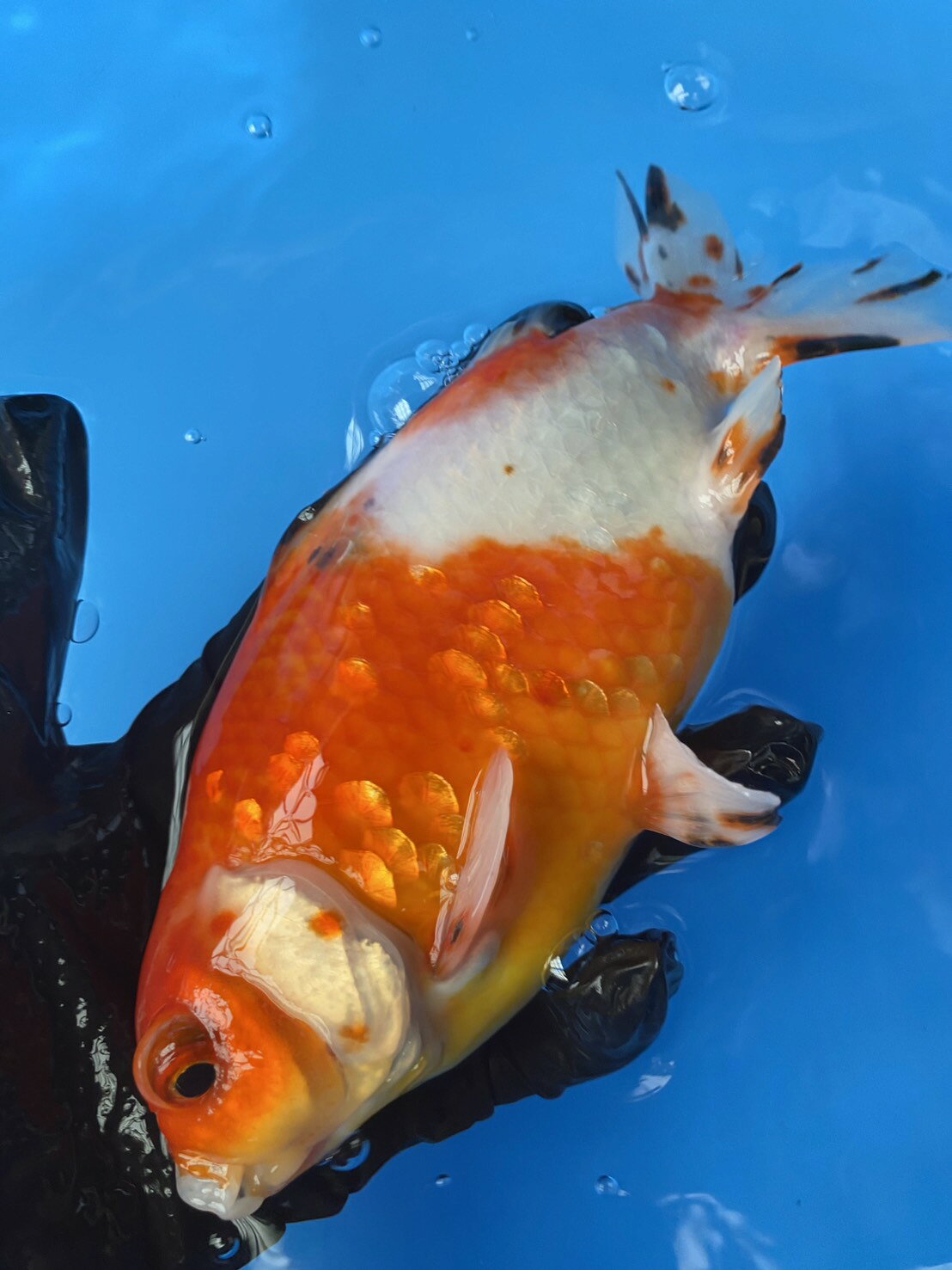 総合卸販売IMAEDAの極上ジャンボ獅子頭　キャリコ　約20cm｜アングル2