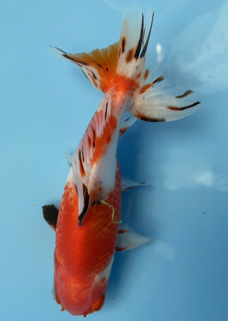 総合卸販売IMAEDAの極上ジャンボ獅子頭　キャリコ　約20cm｜アングル3