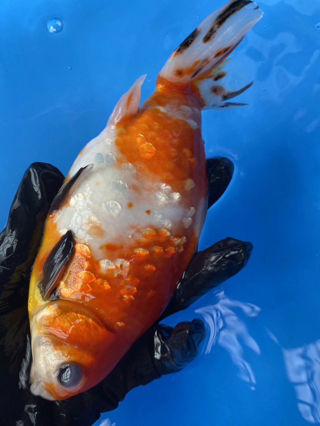 極上ジャンボ獅子頭　キャリコ　約20cm