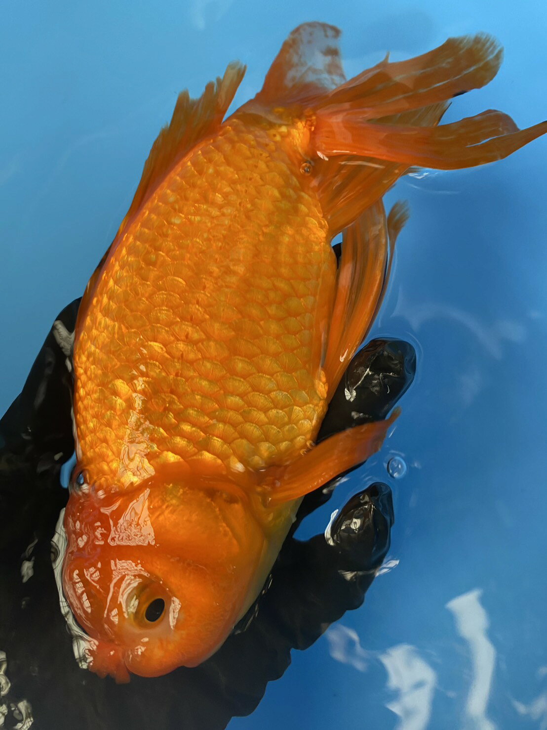 極上ジャンボ獅子頭　大型個体　背鰭に黒あり　約25cm