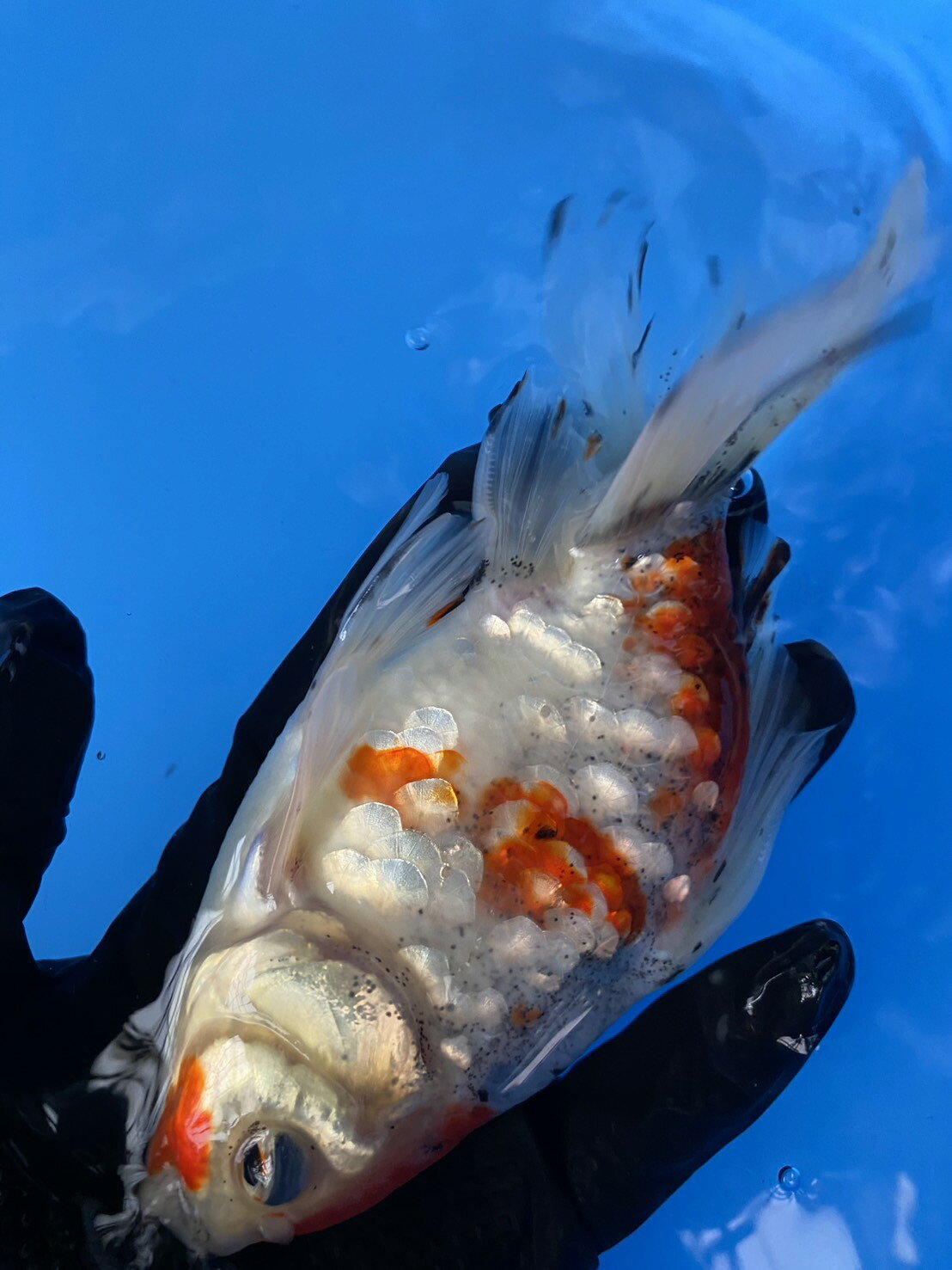 極上ジャンボ獅子頭　銀鱗キャリコ　約18cm