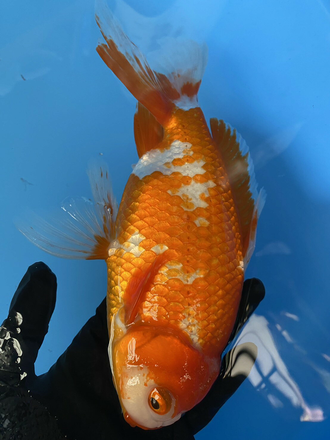極上ジャンボ獅子頭　大型個体　赤勝ち更紗　約25cm