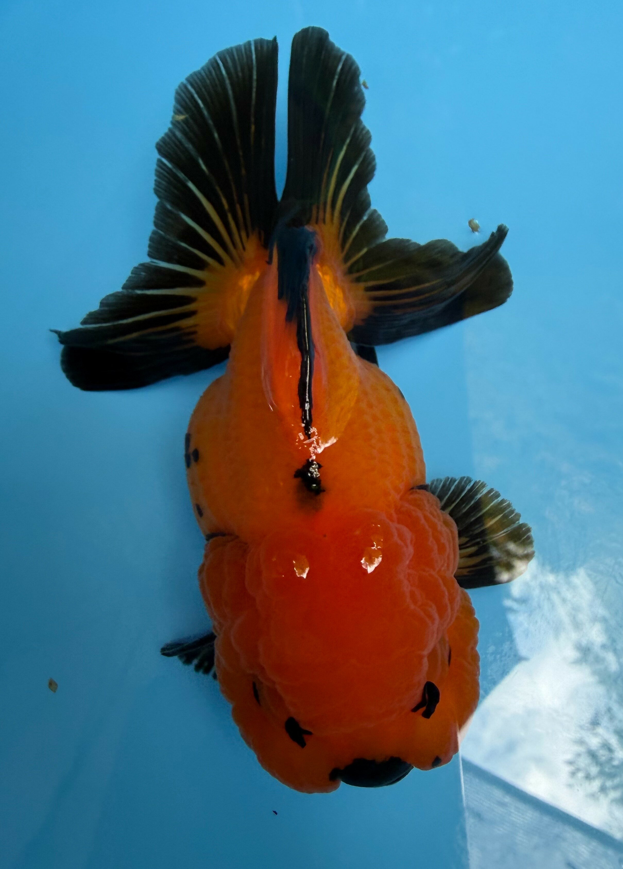 金魚、(残り3匹)特大オランダ獅子頭18-20センチ 金魚)更紗ジャンボオランダ獅子頭 約30cm メス 4歳 : 熱帯魚通販の
