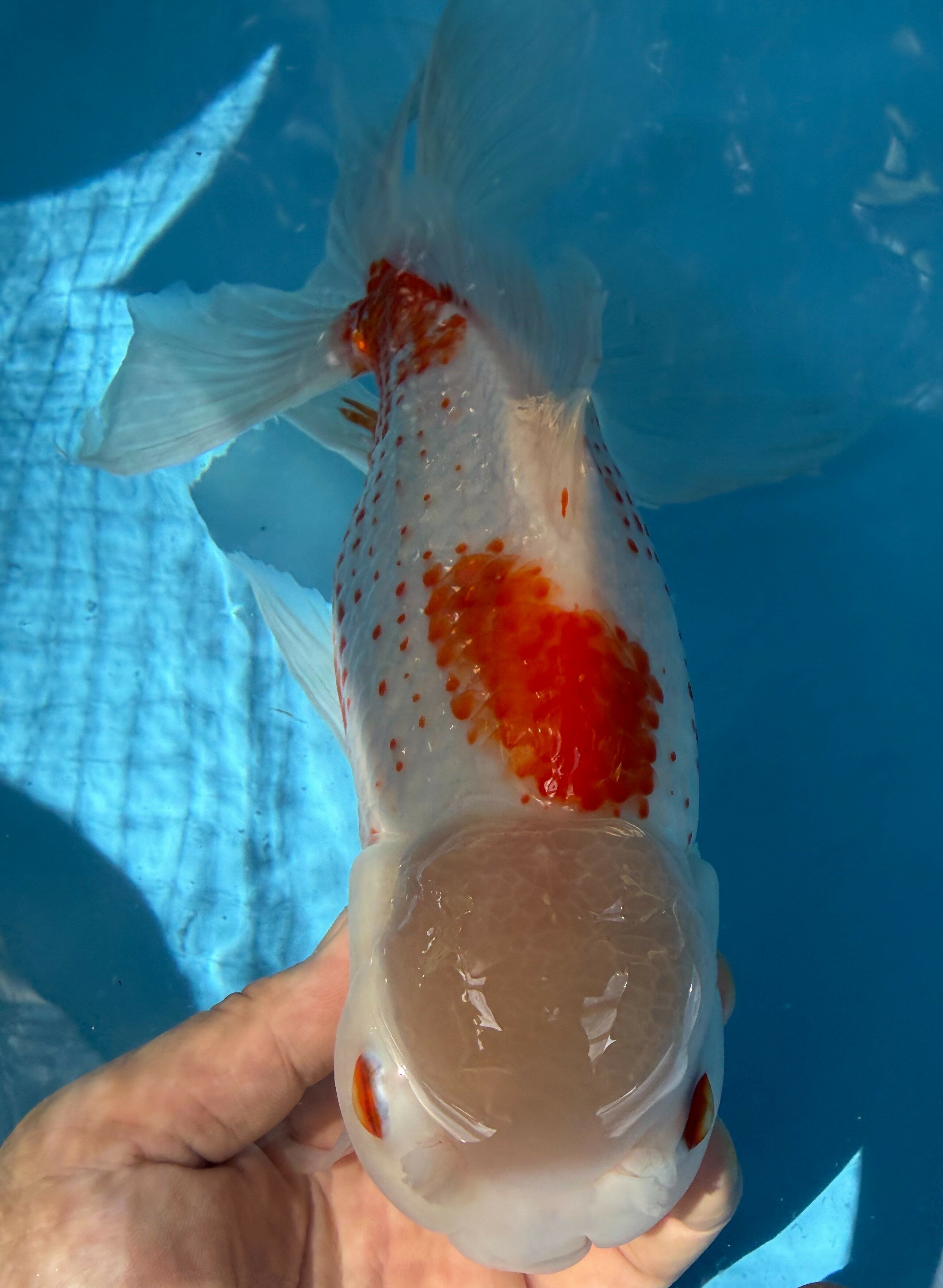 ジャンボオランダ 21センチ 楽天市場】金魚ジャンボオランダの通販
