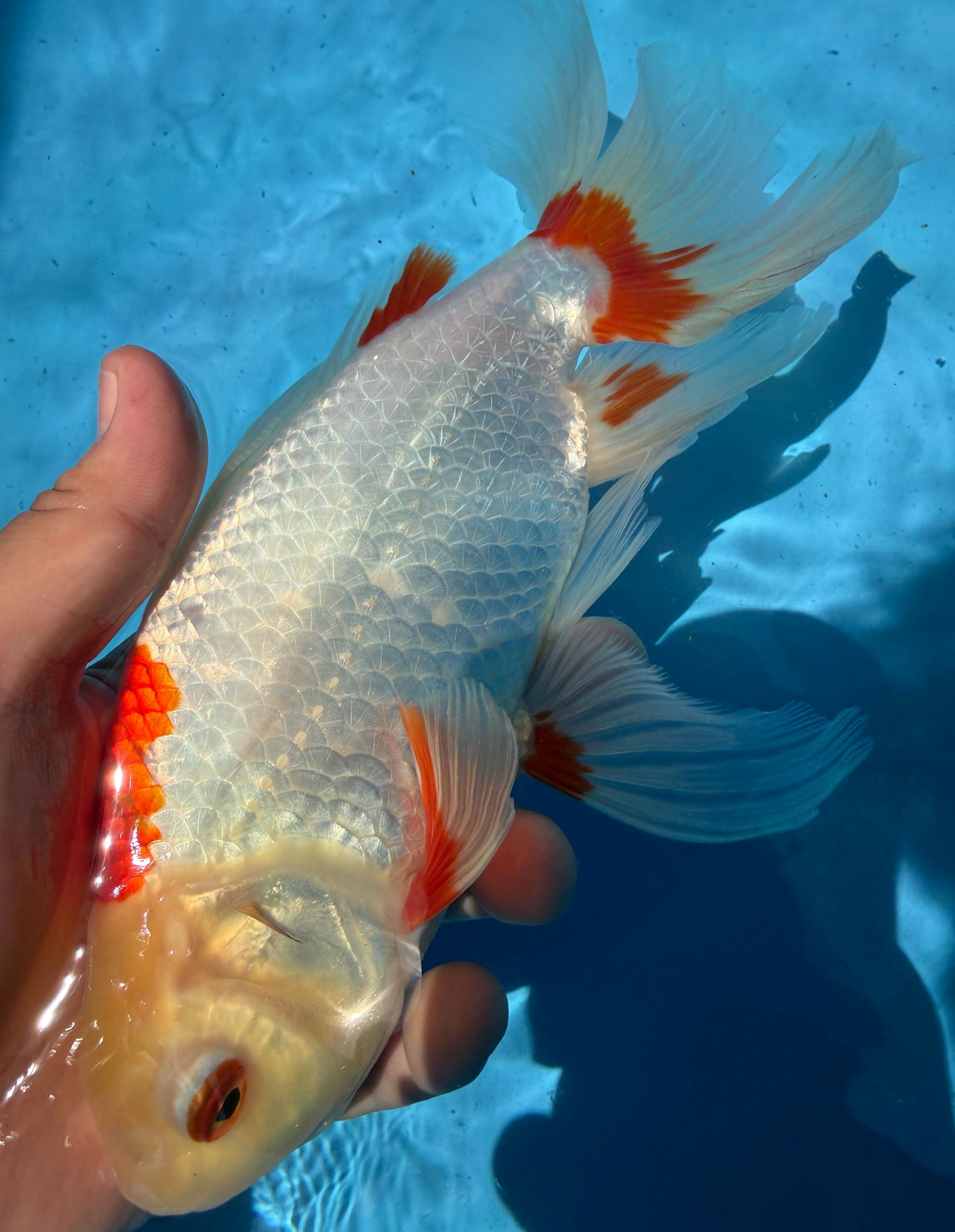 更紗　獅子頭