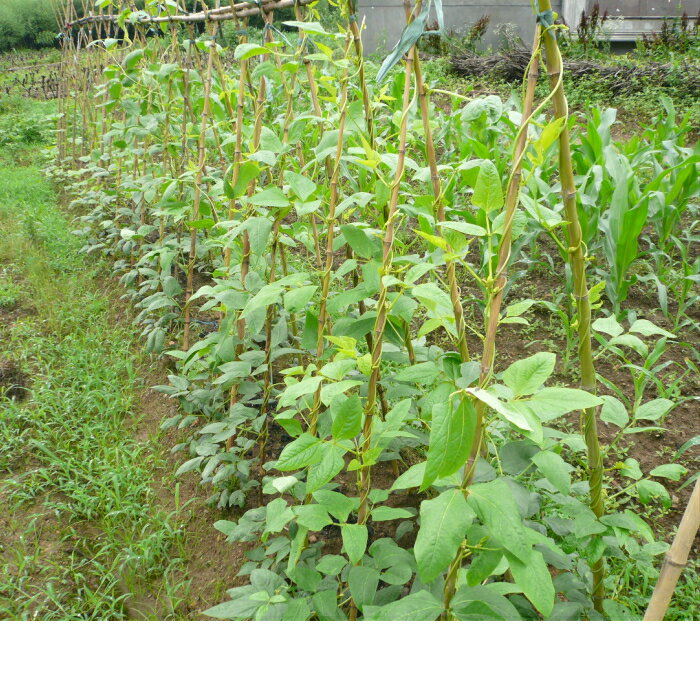 女竹 めだけ 根尖り加工 100本セット 4尺（120cm） 2