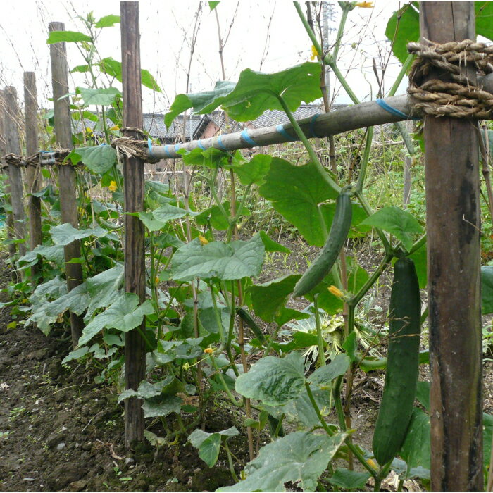 ���ʥ����ѡ������ȹ��� 1�� Ĺ��150cm��ľ��6.5cm ������ޤ����ۺѤ�