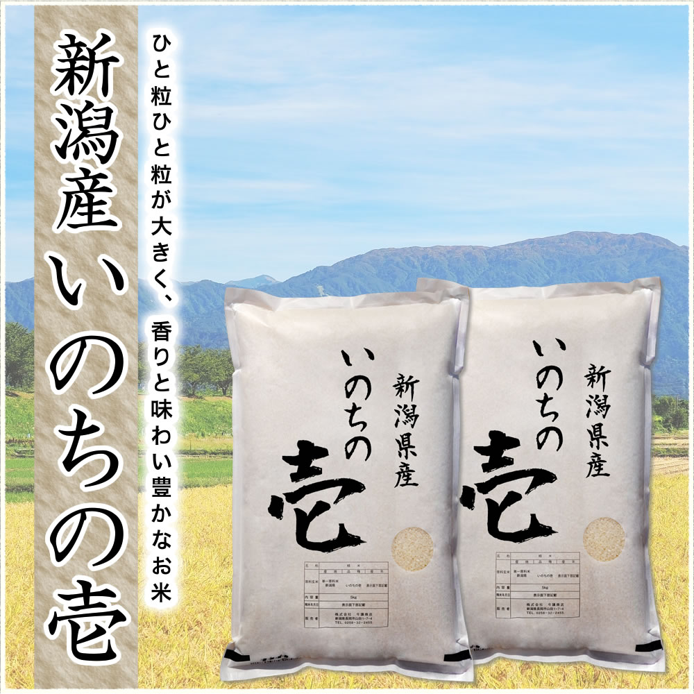 新潟から採れたてのいのちの壱を直送！　新米 令和7年産 新潟産 いのちの壱 10kg(5kg×2袋) 米
