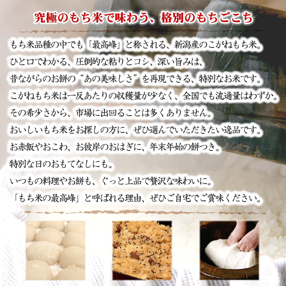 新潟産 こがねもち 白米 5kg　こがねもち米 5kg 令和6年産 新潟産 米
