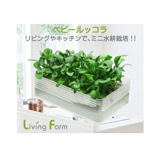 リビングファーム　LFS-328　ミニ水耕菜園キットBR ベビールッコラ【メーカー直送】【代引き／同梱包不可】【栽培キット/水耕栽培/栽培セット/LivingFarm】