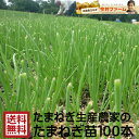 淡路島産たまねぎ苗早生品種レクスタ− #玉ねぎ苗100本レクスタ−#玉葱苗 たまねぎ苗