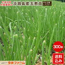 淡路島産たまねぎ苗早生品種七宝 #玉ねぎ苗300本七宝#玉葱苗 たまねぎ苗
