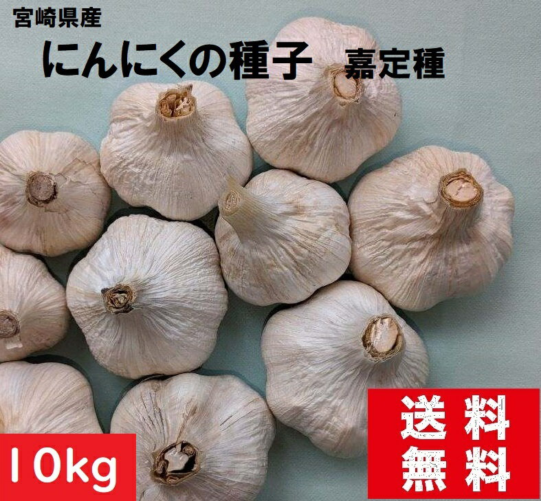 【種子】にんにく　球根　10kg　家庭菜園　にんにく種販売　にんにく　栽培　送料無料　国内産　食用OK　南九州にんにく　球根　種子ニンニク　生産地直売　激安価格　にんにく体に良い