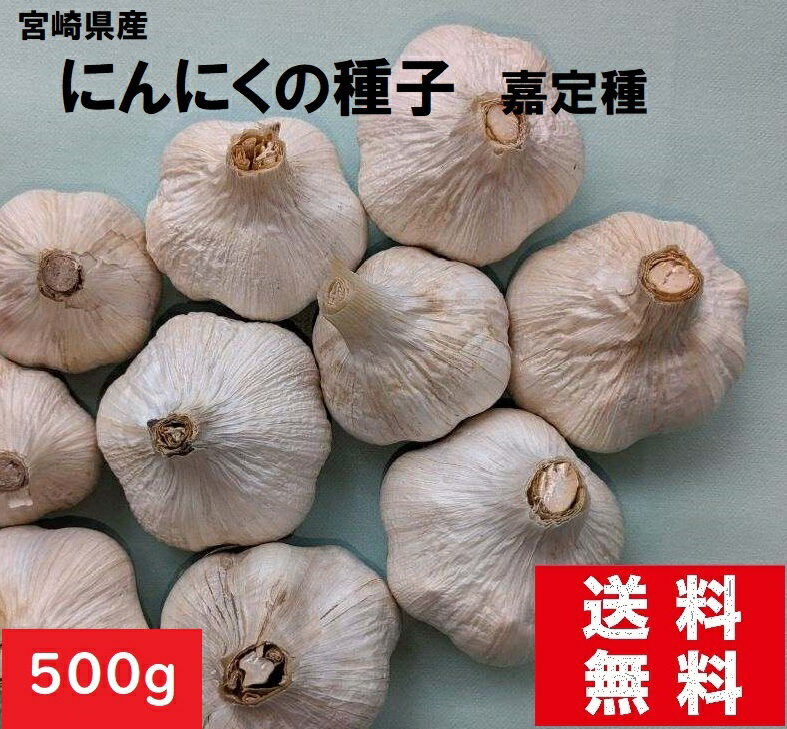 【種球】　にんにく　種子　500g　嘉定ニンニク　タネ球根　通販　家庭菜園　にんにく　栽培　送料無料　国内産　食用OK　南九州にんにく　家庭料理に欠かせない　にんにくレシピ