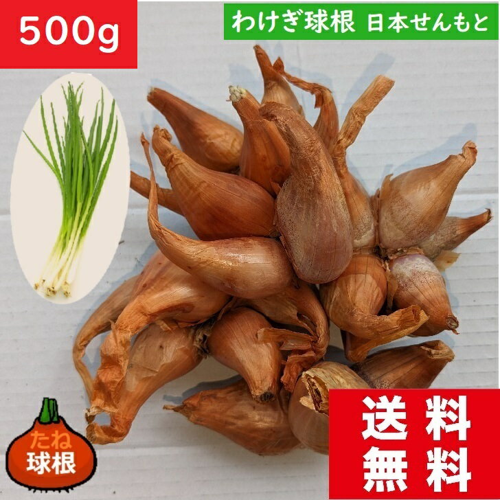 【種子】わけぎ球根　500g　送料無料　球根で育てるネギ　ワケギ 　種　通販　せんもと　種子　宮崎県産　ねぎの仲間　ネギ属　ワケギ　球根　ぬた料理　酢みそ和え　お買い得価格　　わけぎレシピ