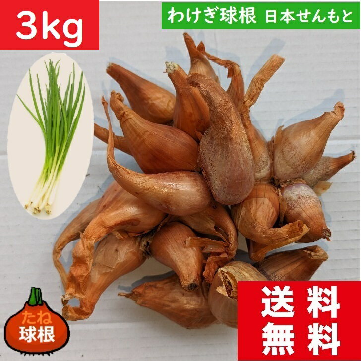 わけぎ球根3kg　国内産　送料無料　国内産　宮崎県産　球根で育てるネギ　ねぎの仲間　ネギの仲間　ワケギ植え付け　ぬた料理　酢みそ和え　わけぎレシピ　お買い得価格　激安価格