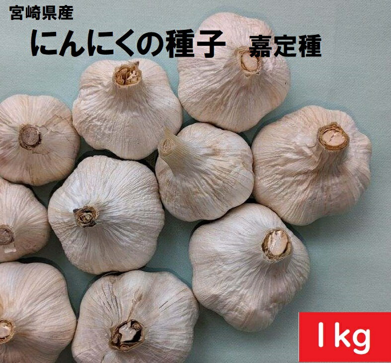 【種子】にんにく　球根　1kg　嘉定ニンニク　タネ球根　通販　家庭菜園　にんにく種販売　ニンニク　栽培　国内産　食用OK　南九州ニンニク　料理に欠かせない　にんにくレシピ