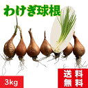 わけぎ球根3kg 国内産 送料無料 国内産 宮崎県産 球根で育てるネギ ねぎの仲間 ネギの仲間 ワケギ植え付け ぬた料理 酢みそ和え わけぎレシピ お買い得価格 激安価格