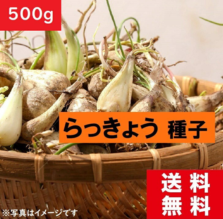 【種子】らっきょう種球　500g　ラクダ種　送料込み料金　らっきょう　栽培　ラッキョウ球根　【野菜】らっきょう　激安価格　お買い得商品　乾燥物　らっきょうの効能