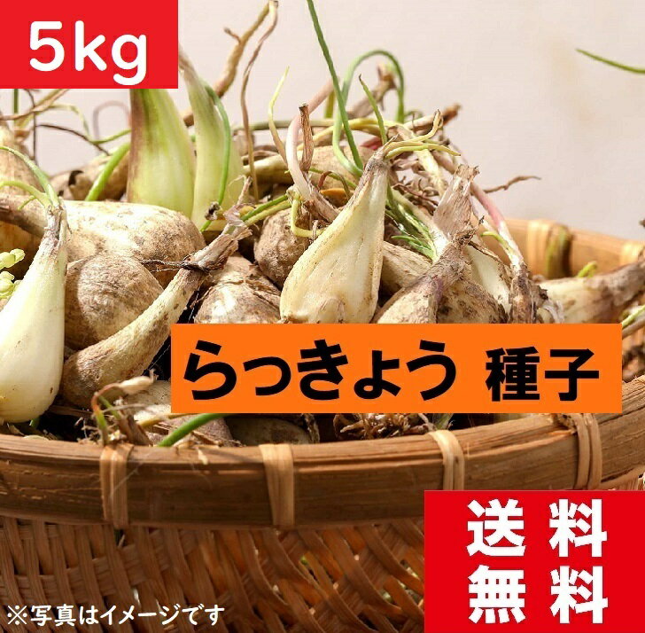 【種子】らっきょう　球種　5kg　ラクダ種　らっきょう　栽培　ラッキョウ球根　【野菜】らっきょう　激安価格　お買い得商品　乾燥物　らっきょうの効能