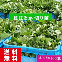 さつまいも苗 紅はるか苗100本 消毒済み 送料無料 切り苗 お買い得商品 さつまいも...