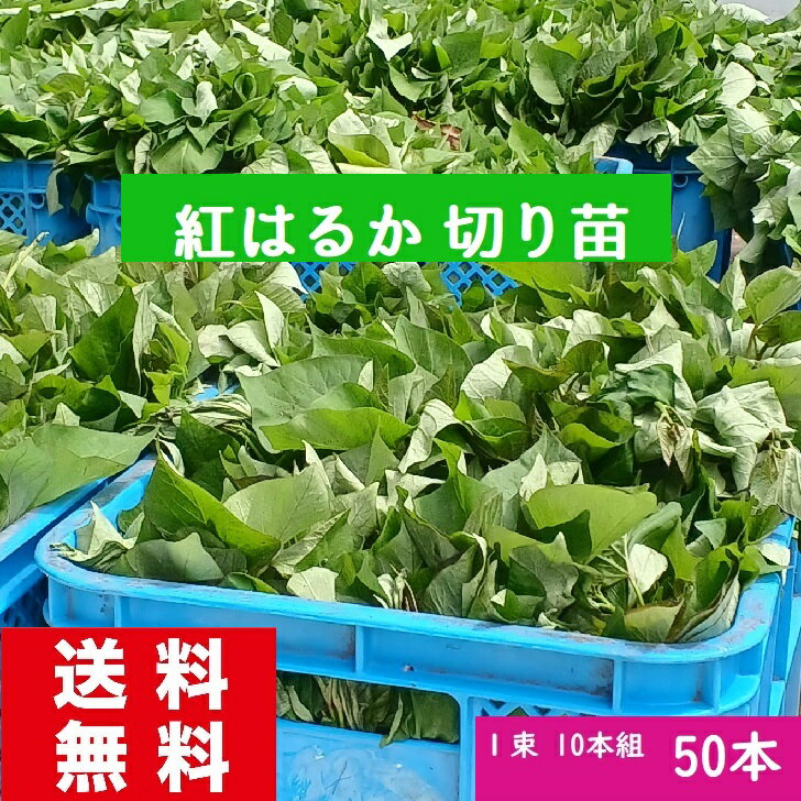 さつまいも 苗 紅はるか苗 50本 消毒済み 切り苗 芋づ る 通販 PVP 送料無料 発送予定日6月21日