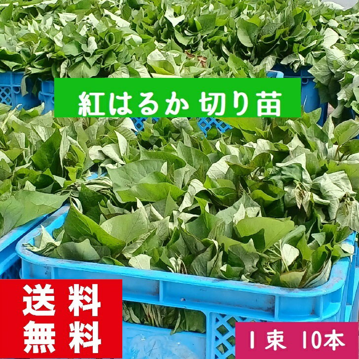 さつまいも 苗 紅はるか苗 10本 切り苗 消毒済み 宮崎県産 芋づる 通販 PVP 送料無料 発送予定日6月10日