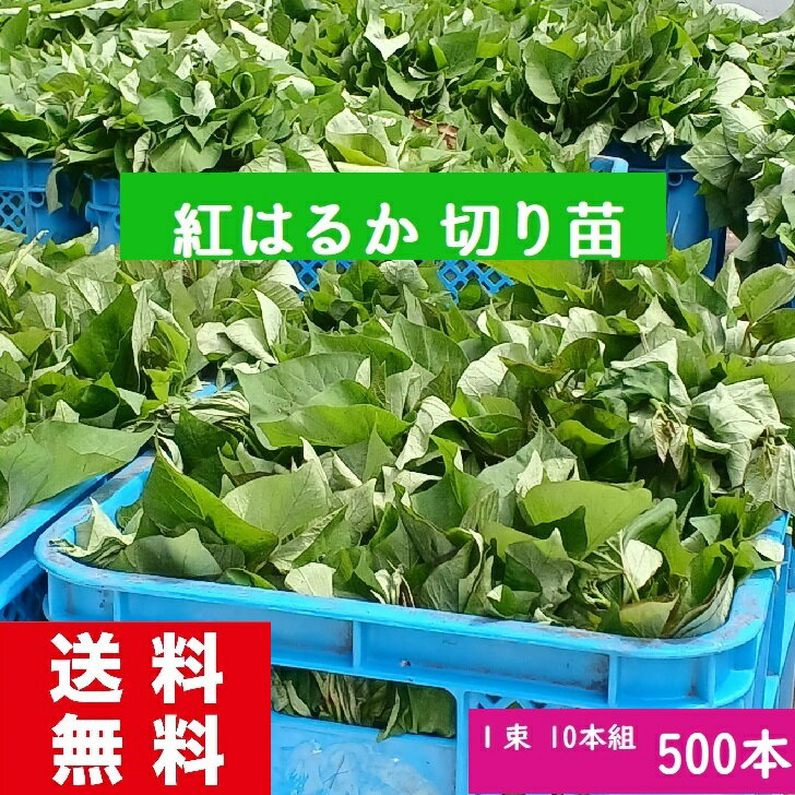 さつまいも苗 紅はるか苗 500本 消毒済み 送料無料 お買い得商品 芋づる 通販 発送の予定日6月07日