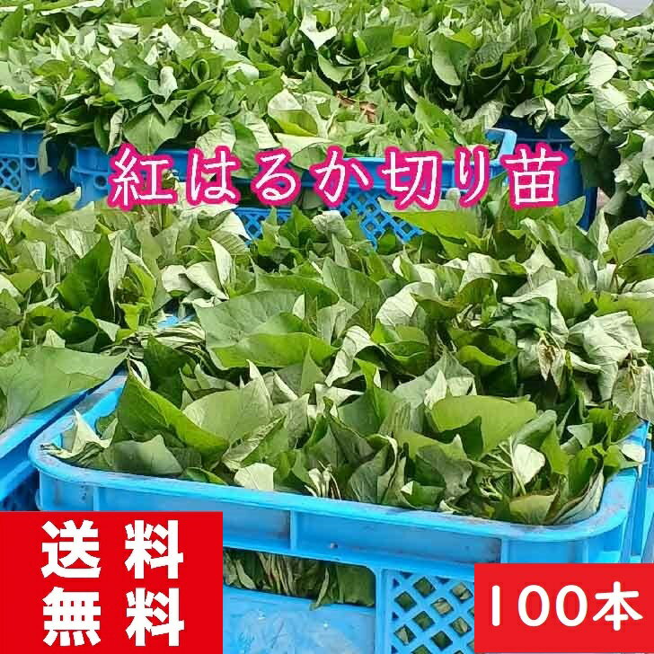 楽天市場】紅はるか 苗 100本の通販 楽天市場】紅はるか 苗 100本の通販