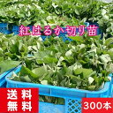 さつまいも苗 紅はるか苗 300本 消毒済み PVP 送料無料 発送予定日6月17日 お買い得商品 農園経営の方必見 さつまいものつる 通販 PVP