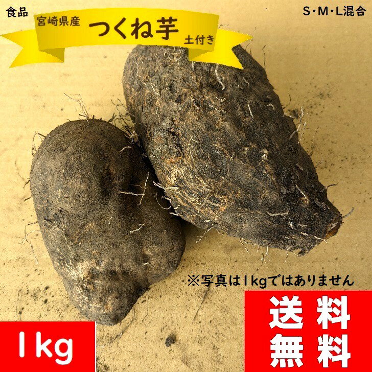 つくね芋 とろろ 1kg 送料無料 土付き ねばりの強いやま芋 宮崎県産 ねばねば成分ムチン豊富 肌 ...