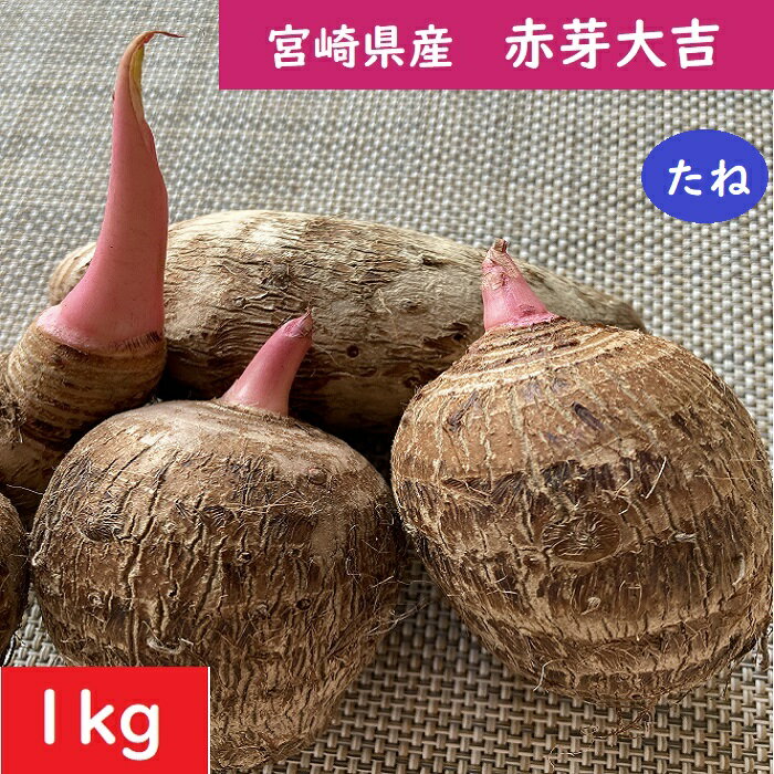 楽天市場】赤 ずいき 種芋の通販 楽天市場】赤 ずいき 種芋の通販