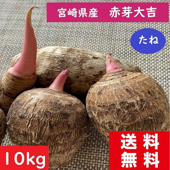 赤芽大吉【種芋】10kg 送料無料 セレベス 宮崎県産 赤芽芋 さといものたね おいしい里芋 人気のサトイモ 家庭菜園 赤い芽のさといも さといもの種子通販 免疫力を高める ぬめり成分ムチン 激安