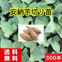 安納芋切り苗300本 さつまいも切り苗通販 消毒済み 送料無料 お買い得商品 芋づる 通販 発送の予定日6月13日 アンノウイモ あんのういも