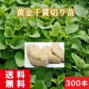 黄金千貫切り苗300本 さつまいも苗 通販 消毒済み 送料無料 お買い得商品 芋づる 通販 発送の予定日6月13日 コガネセンガン こがねせんがん