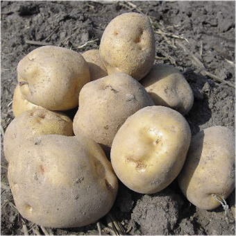 ������̵��(�����ϰ�����)��2025ǯ���̳�ƻ���㤬�����˼ߡ�10kg��