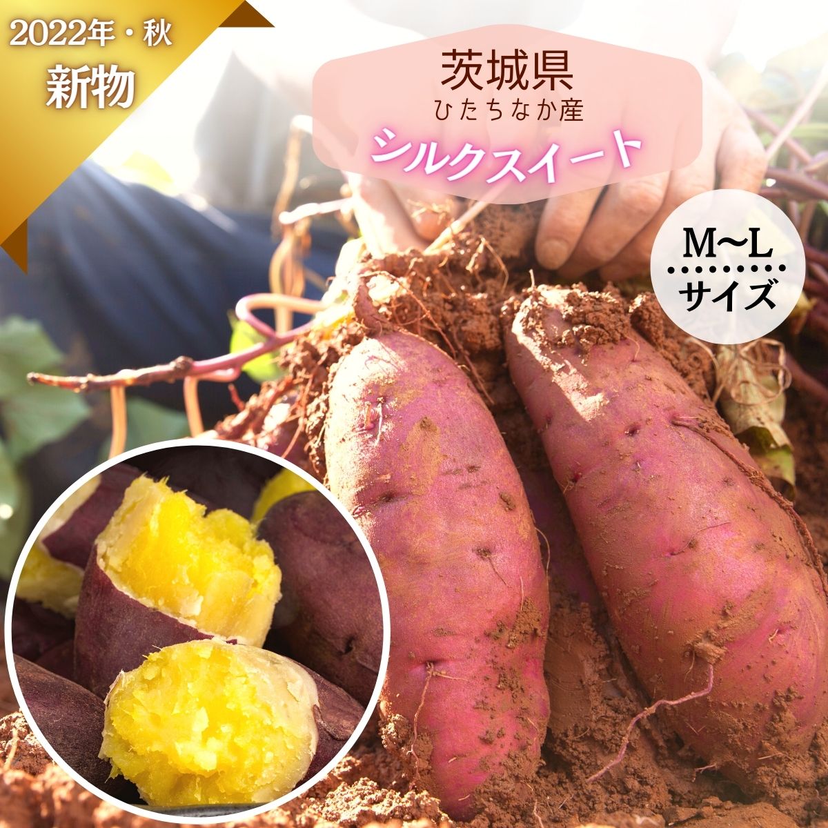 新芋 シルクスイート M～Lサイズ 5kg 茨城 さつまいも 箱 さつま芋 甘い 生芋 おいも お芋 芋 いも 茨城県産 ひたちなか 国産 5キロ サツマイモ お取り寄せ 取り寄せ お取り寄せグルメ さつまいもスイーツ 送料無料