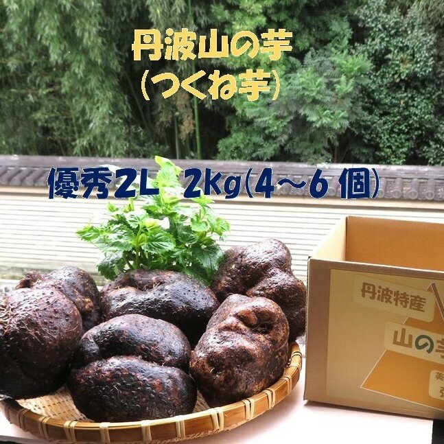 商品説明 名称 丹波特産山の芋優秀2L 内容量 2kg(4～6個中玉)　 この商品のアピールポイント ※5年度産11月収穫のとれたての新芋 栄養満点、免疫力高める強精力野菜・つくね芋です。 形はゴツゴツしています。 少しデコボコもあります。 風味は他種と同じ。業務用としてもぜひどうぞ。 美容と健康、免疫力アップに、ご自宅で毎日食べたい方にもおススメ。 疲労が溜まり弱った胃腸の方にもぜひ！ 保存方法・レシピ 高温乾燥を避け、冷蔵庫で保存して頂き、(特に夏期は)なるべく早くお召し上がりください。 保存方法や皮のムキ方、絶品山の芋入りお好み焼きレシピ等同封します。 産地名 丹波地方(京都、兵庫)