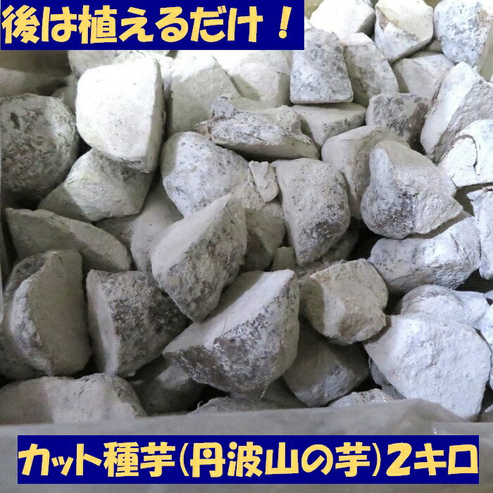 後は植えるだけ カット種芋 2キロ (24~30個) 丹波山の芋 タネイモ つくね芋 家庭菜園 栽培 先行予約販売