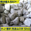 後は植えるだけ カット種芋 5キロ (60~75個) 丹波山の芋 タネイモ つくね芋 家庭菜園 栽培