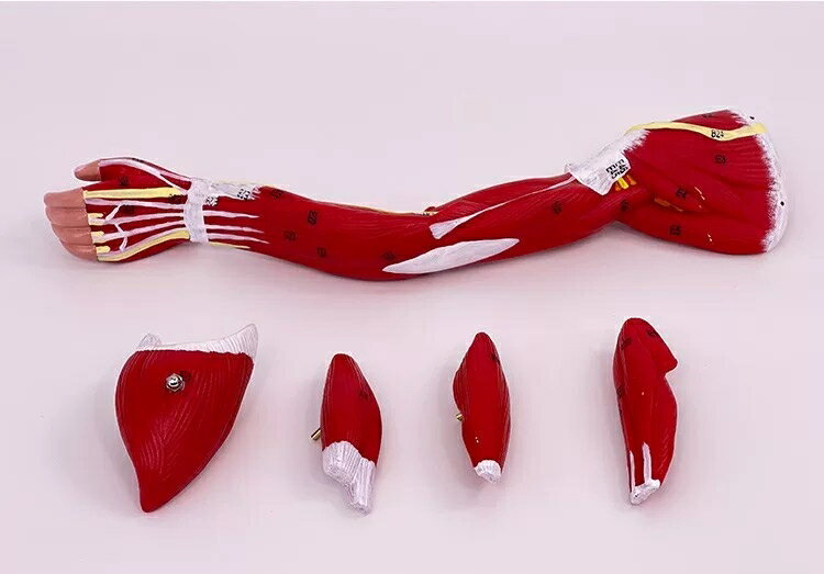 人体腕筋肉構造モデル 筋肉解剖模型 上肢の筋肉分解 血管神経 展示スタンド付き 取り外し可能 組み立て デラックスモデル 人体模型 教学用モデル 医学教育用 院内模型 施術説明用 PVC製