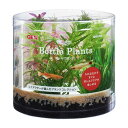 癒し水景 ボトルプランツ ミリオフィラム 【×3セット】 (観賞魚 / 水槽用品) 【お徳用 まとめ買い お買い得 業務用 割引 セット販売】 【 ペットフード ・ ペット用品 ペット・ペットグッズ 飼育 熱帯魚 めだか 水槽 ペットフード 熱帯魚・アクアリウム 】